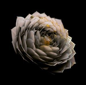 Meet your Posher, Ash